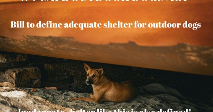 http://www.wvvaw.org/wp-content/uploads/2026/02/WV-Safe-outdoor-dogs-act-1.jpg